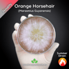 Orange Horsehair (Marasmius Guyanensis) Live Mycelium Mushroom Culture Spawn Seed