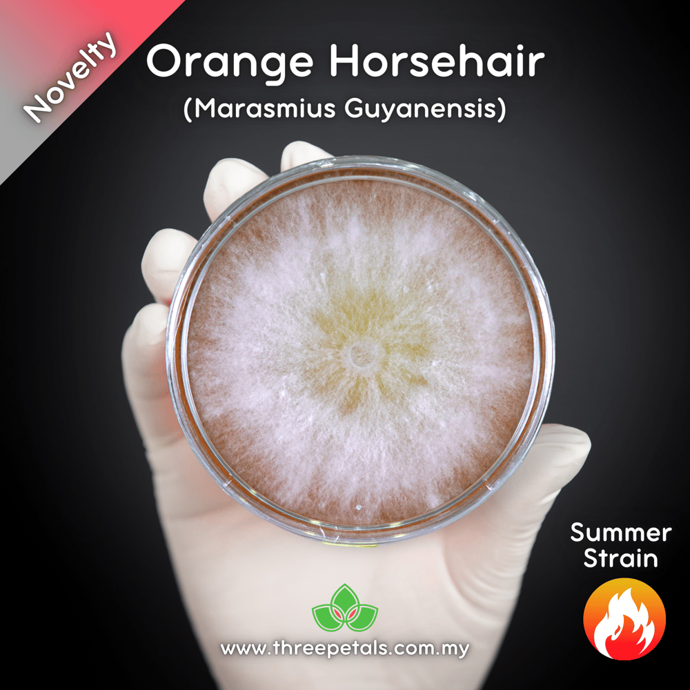 Orange Horsehair (Marasmius Guyanensis) Live Mycelium Mushroom Culture Spawn Seed