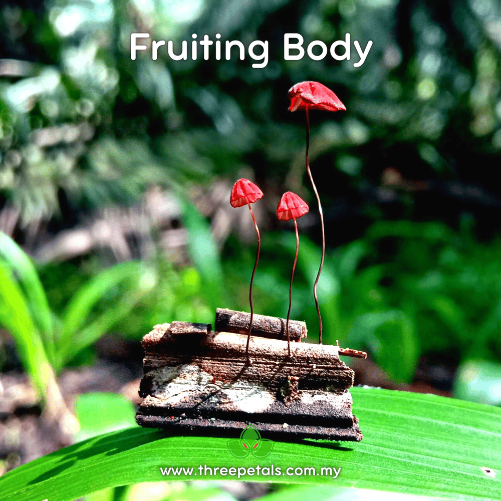 Cherry Horsehair (Marasmius Pulcherripes) Live Mycelium Mushroom Culture Spawn Seed