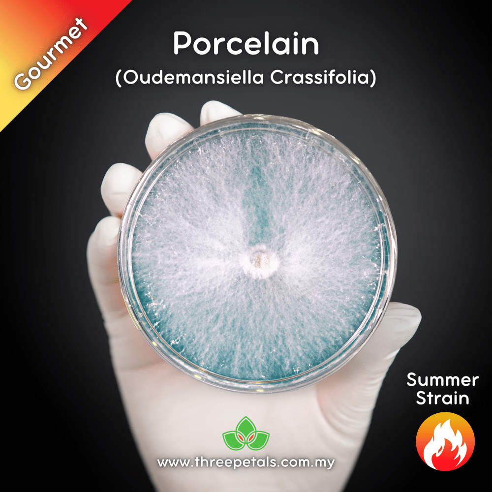 Porcelain (Oudemansiella Crassifolia) Live Mycelium Mushroom Culture Spawn Seed
