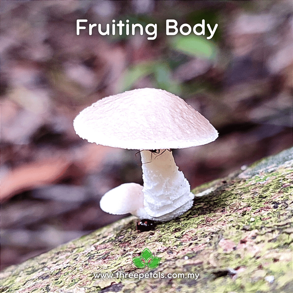 Porcelain (Oudemansiella Crassifolia) Live Mycelium Mushroom Culture Spawn Seed