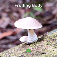 Image 2 of Porcelain (Oudemansiella Crassifolia) Live Mycelium Mushroom Culture Spawn Seed