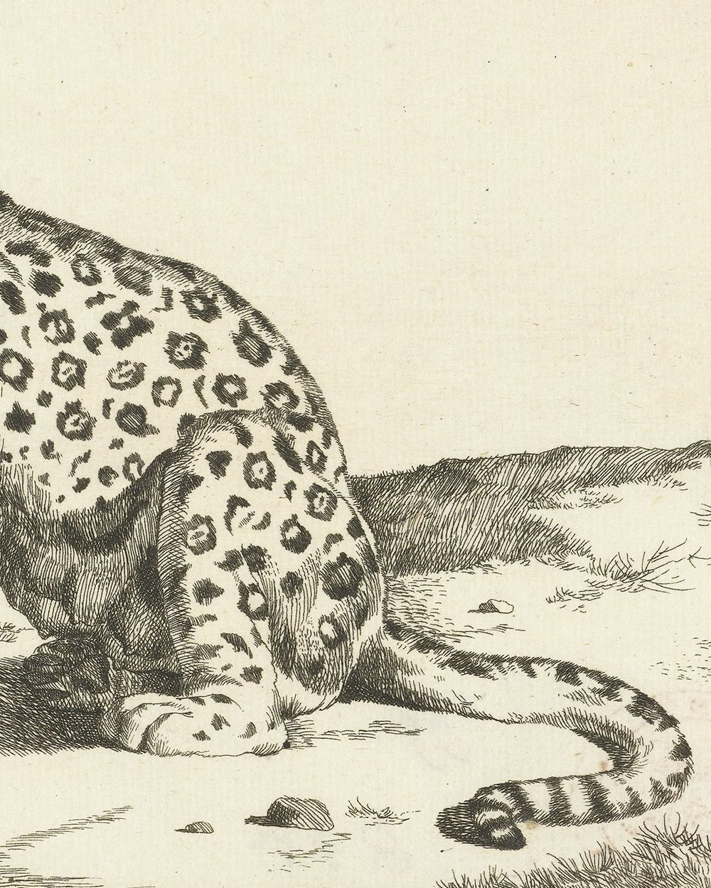 ''Leopard sitting on hind legs'' (1728 - 1761)