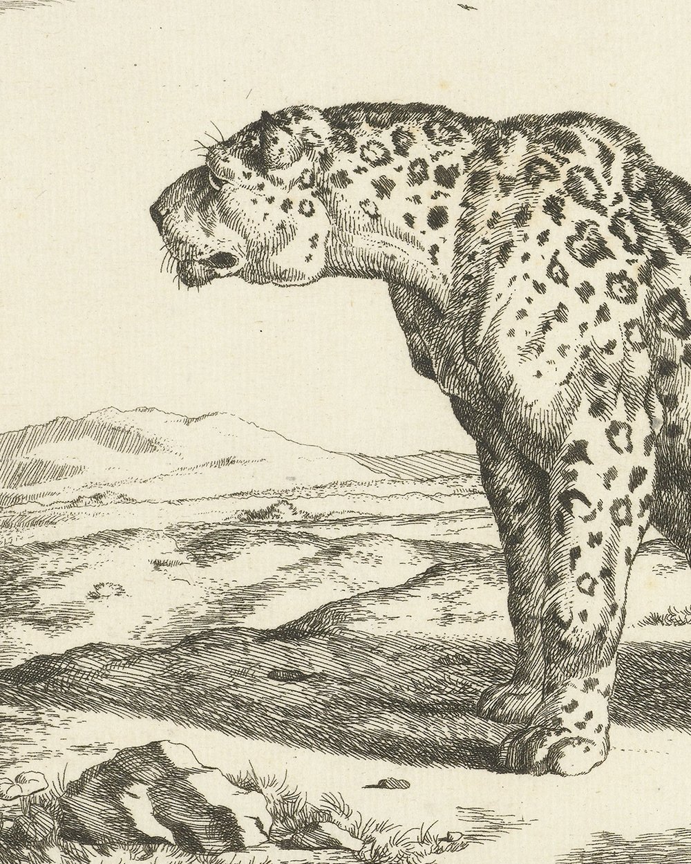 ''Leopard sitting on hind legs'' (1728 - 1761)
