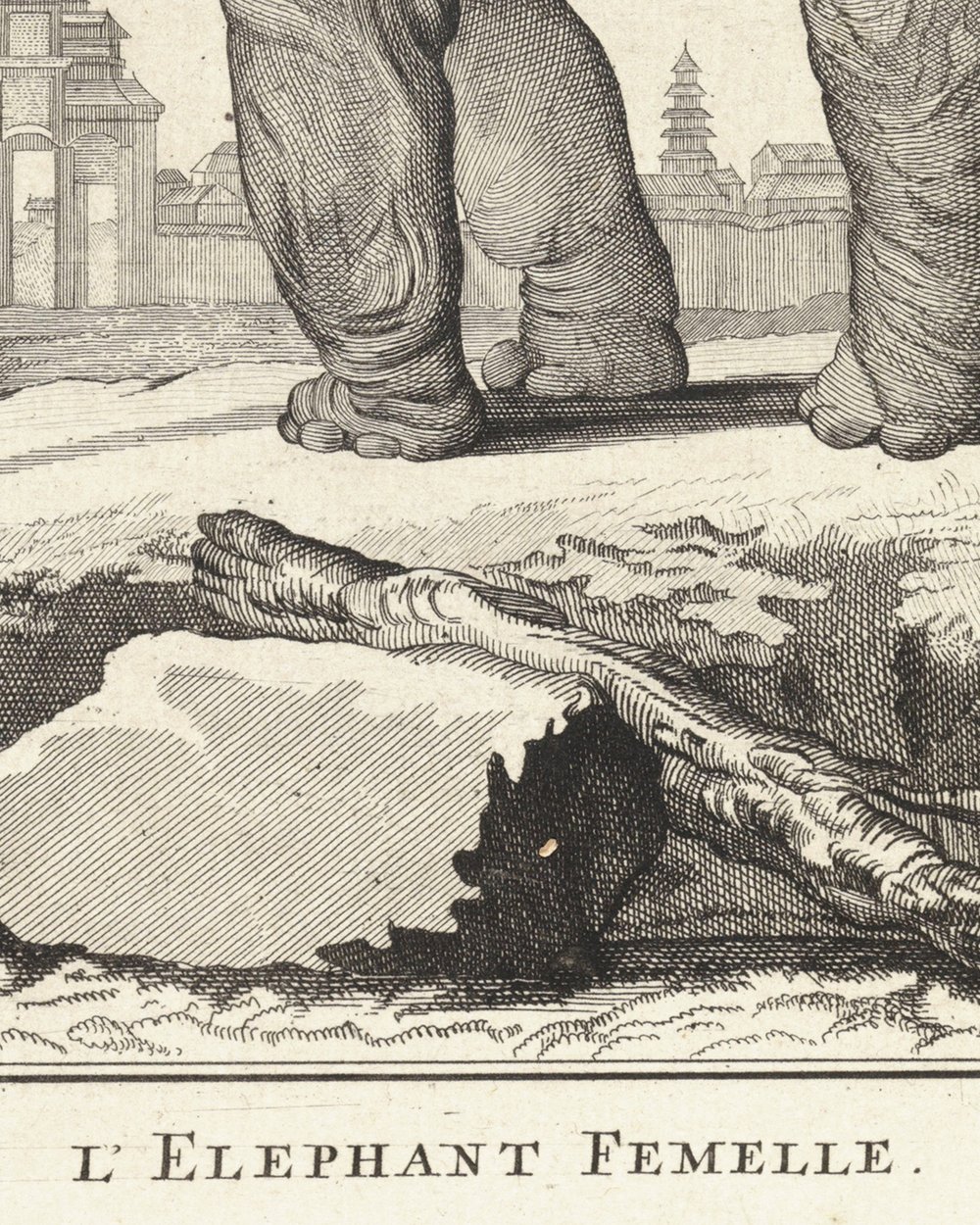 ''Elephant'' (1762 - 1804)