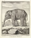 ''Elephant'' (1762 - 1804)