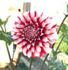 Dahlia Fire and Ice 