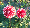 Dahlia Fire and Ice 