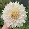 Dahlia Cafe au Lait