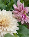 Dahlia Cafe au Lait