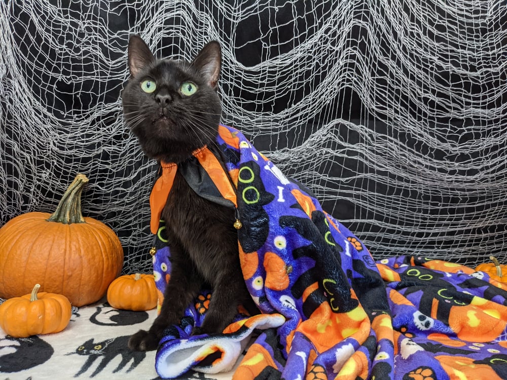 Spooky Cats Throw Blanket 