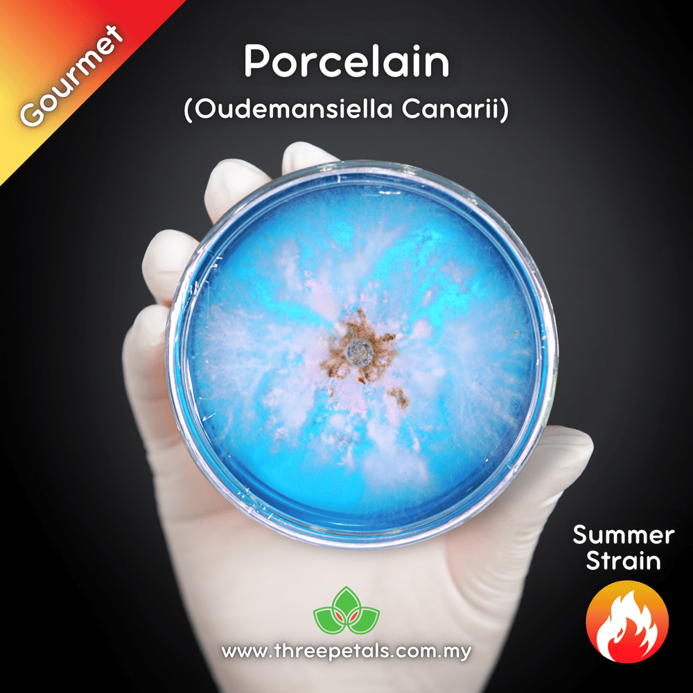 Porcelain (Oudemansiella Canarii) Live Mycelium Mushroom Culture Spawn Seed