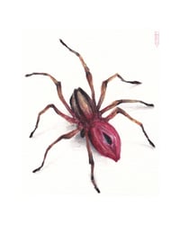 spider (4x5, 8x10 inches) fine art print