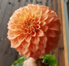 Dahlia Bracken Palomino