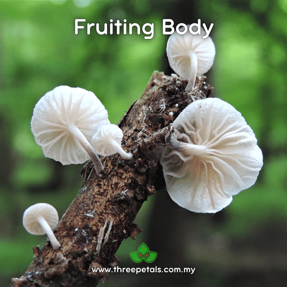 White Fairy Chute (Marasmiellus Albus-corticis) Live Mycelium Mushroom Culture Spawn Seed