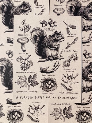 Image of FORAGING GRAY SQUIRREL [print]