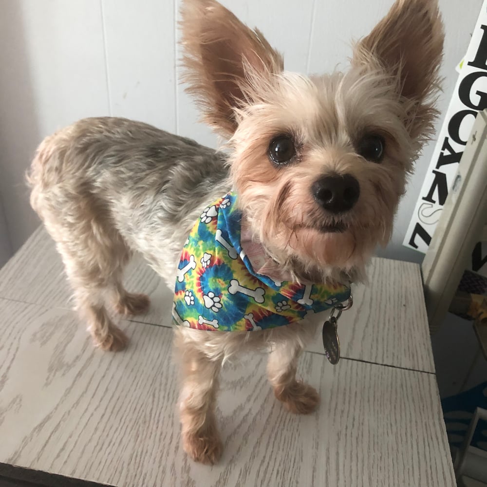 Image of Bandana