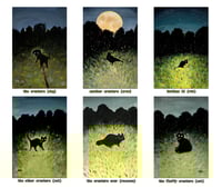 Image 1 of The Creature Series