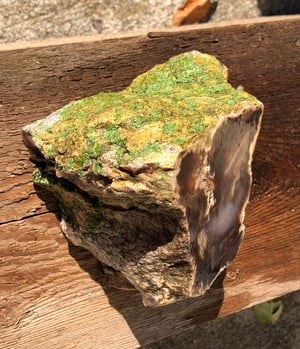 Image of Petrified wood - double cut 1 lb 10.5 oz