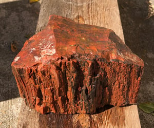 Image of Petrified wood - rainbow chunk 4 lb 2.6 oz