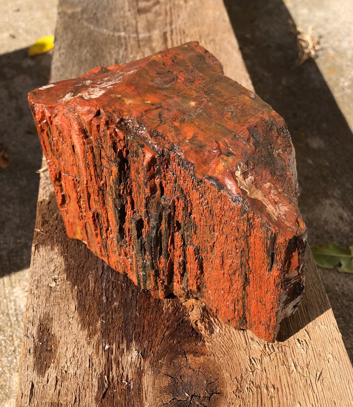 Image of Petrified wood - rainbow chunk 4 lb 2.6 oz