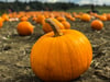 Pumpkin Mini Sessions - Saturday 22nd October 2022
