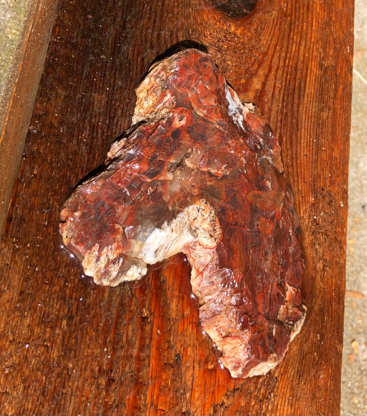Image of Petrified wood - top slice 7.5 oz