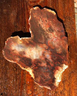 Image of Petrified wood - top slice 7.5 oz