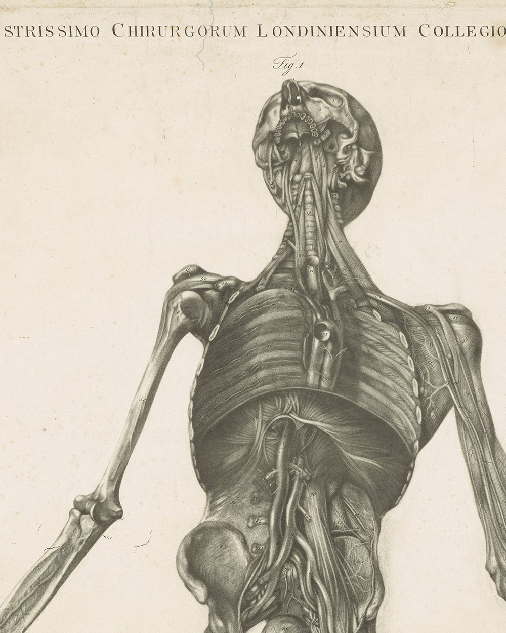 ''Anatomical study of a man'' (1732 - 1785)
