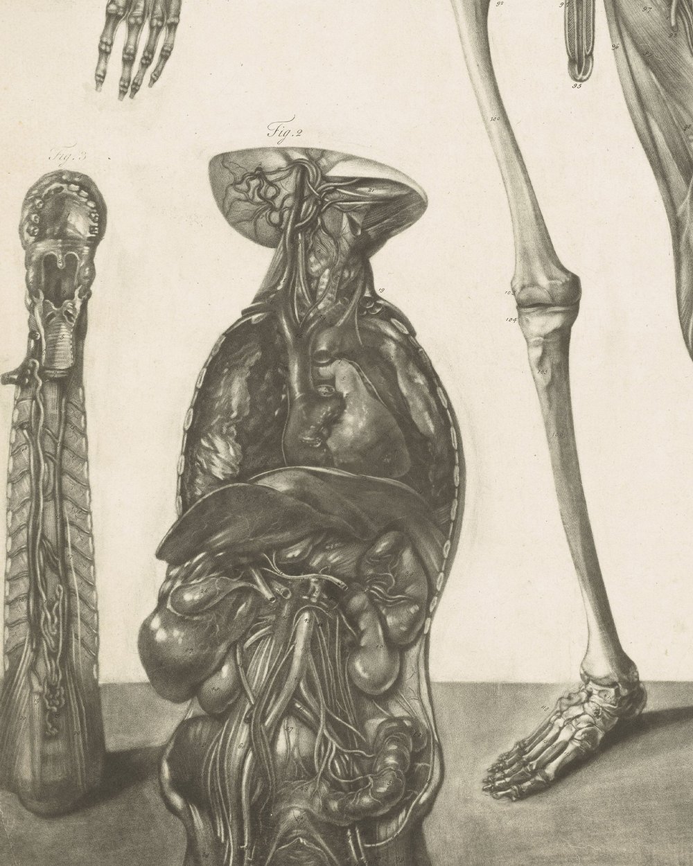 ''Anatomical study of a man'' (1732 - 1785)