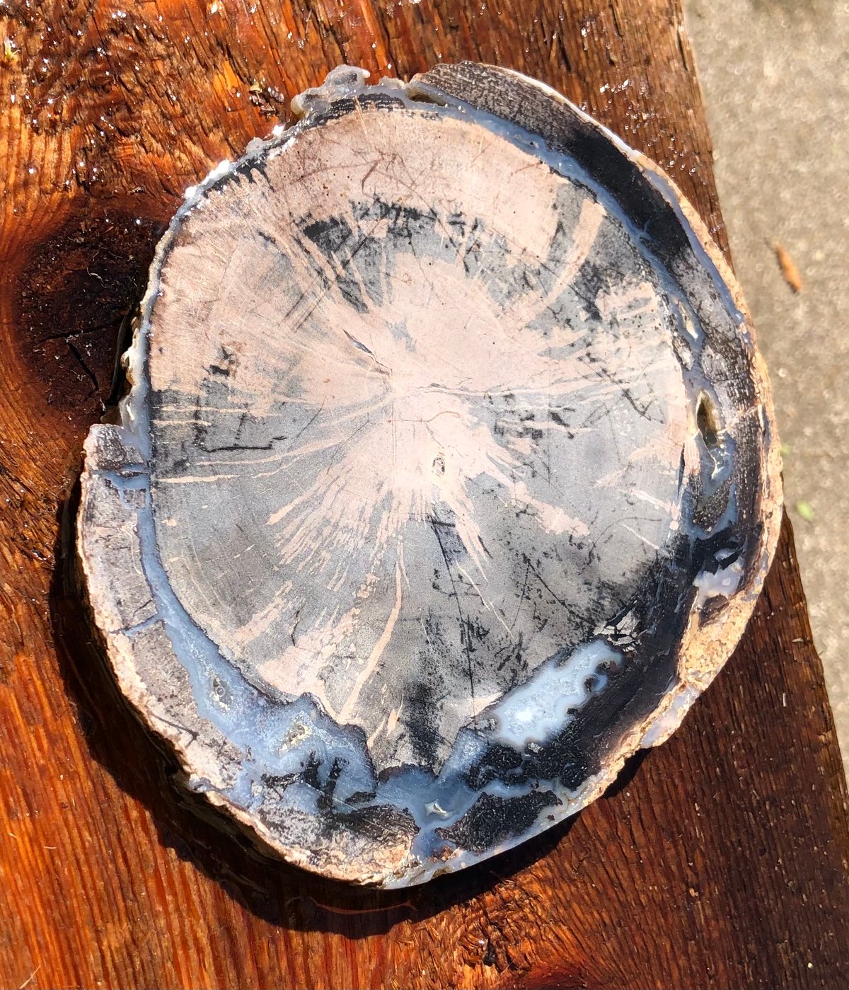 Image of Petrified wood - coaster slice 8.5 oz