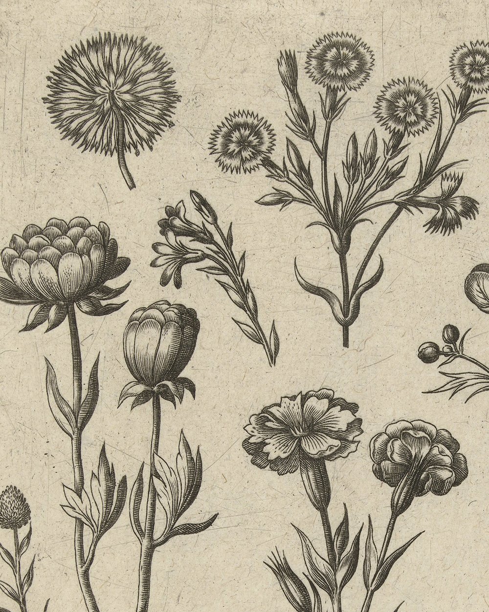 ''Various flowers, including prickly nose and sweet William'' (1570 -1618)