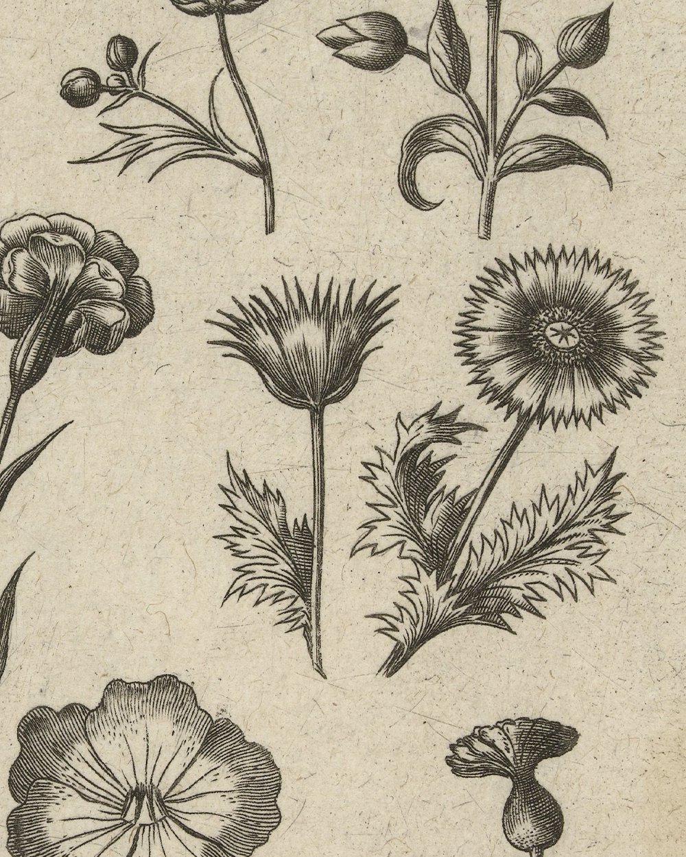 ''Various flowers, including prickly nose and sweet William'' (1570 -1618)