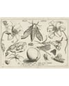 ''Animals, plants and fruits around a moth'' (1693 - 1726)