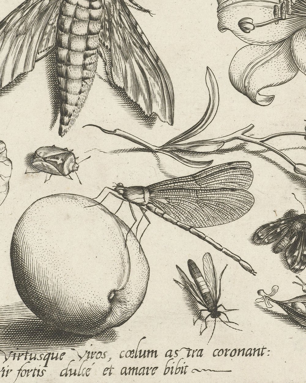 ''Animals, plants and fruits around a moth'' (1693 - 1726)