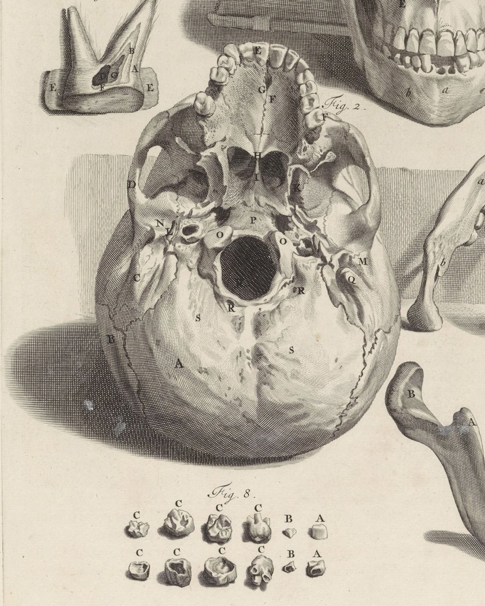 ''Anatomical study of a skull and the jaw'' (1685)