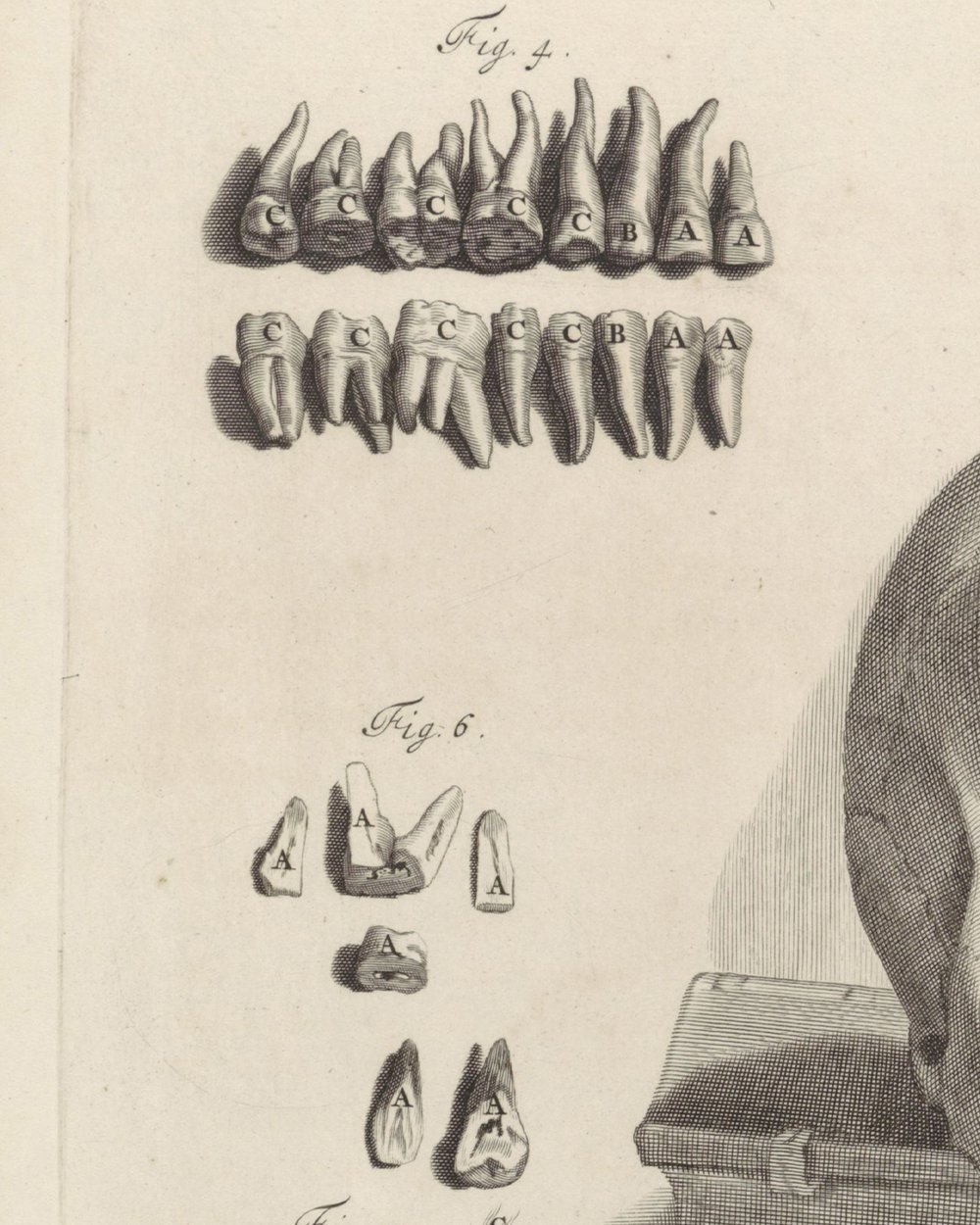 ''Anatomical study of a skull and the jaw'' (1685)