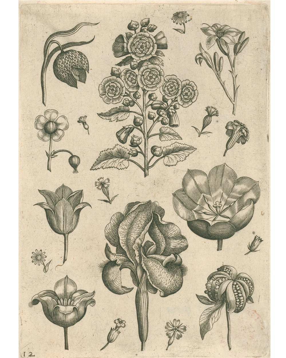 ''Various flowers including iris and violet'' (1570 - 1618)