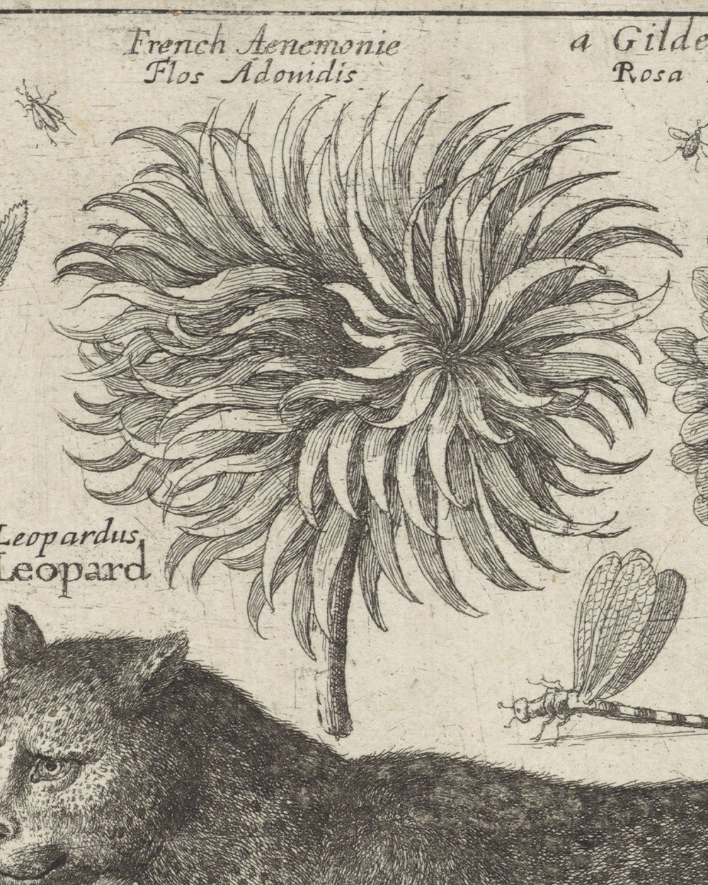 ''Leopard, flowers and insects'' (1663)