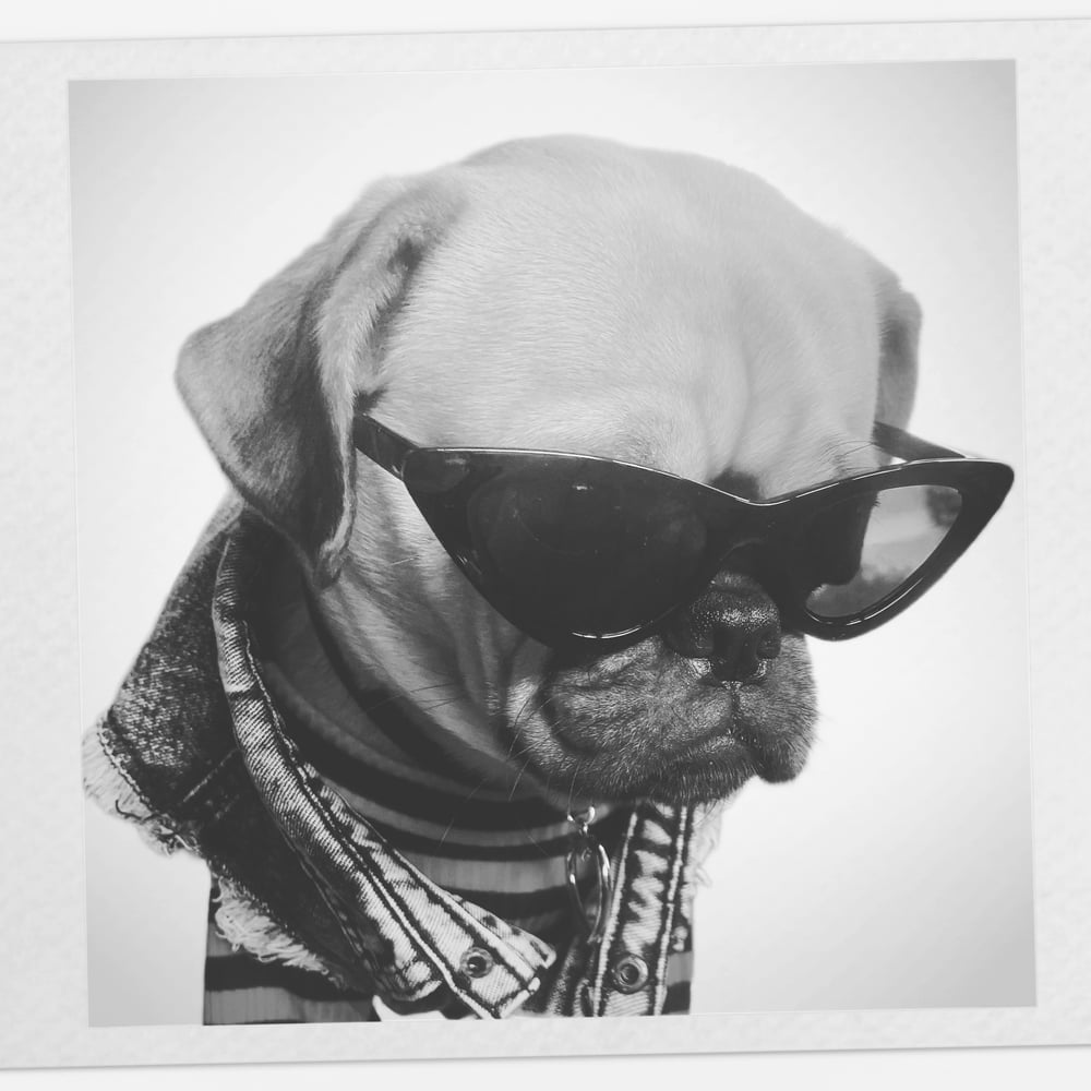 Retro Cat Eye Pup Shades