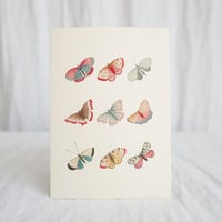 Garden Moths