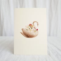 Swan and Blossoms