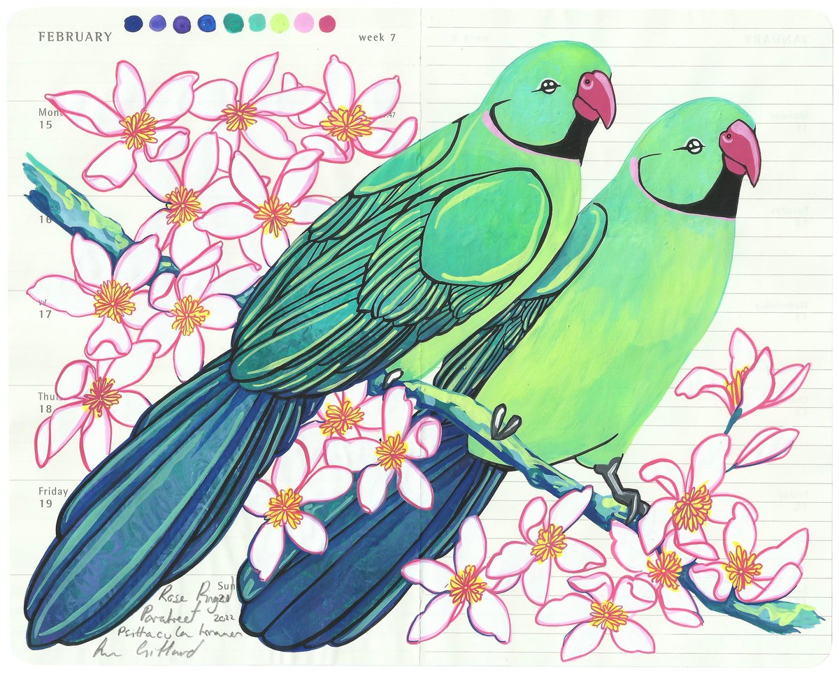 Image of Rose Ringed Parakeet and Clematis