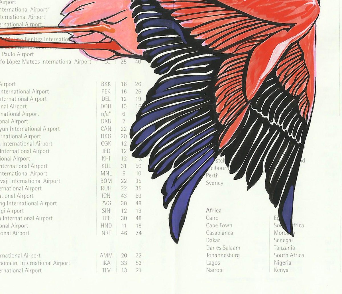 Image of Lesser Flamingo