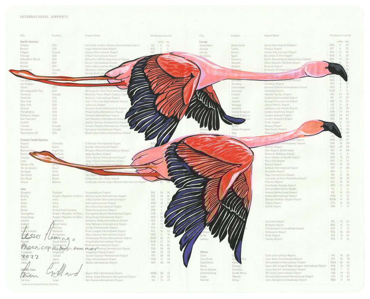 Image of Lesser Flamingo