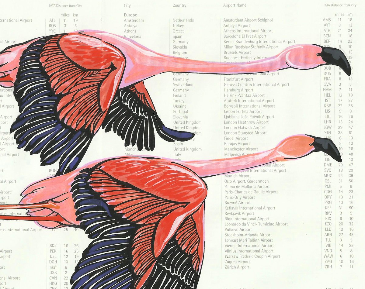 Image of Lesser Flamingo