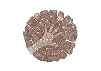 Image 1 of We are nature - A3 Print