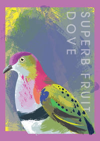 Superb Fruit Dove Jigsaw Puzzle