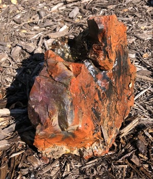 Image of Petrified wood - red, orange & black chunk 13 lb 5 oz