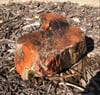 Petrified wood - red, orange & black chunk 13 lb 5 oz